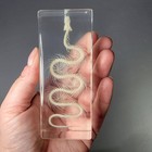 Small Snake Skeleton In Resin  Real Animal Skeletons  Enhydris Chinensis