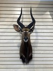 African Nyala Shoulder Taxidermy Shoulder Mount - Antlers Horns