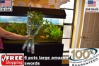 6 Pots Of Large Amazon Sword Plant  Easy Aquarium Aquascaping Planted Tank Easy