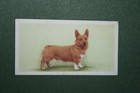 Pembroke Corgi  Vintage 1957 Illustrated Dog Card  Ce10m