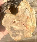 Striking  2  Fossil Wood rough Faced freestanding intricate Knot Hole full Round