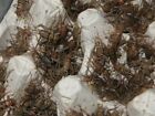 1000 Medium  1 2   Live Crickets - Reptile Food