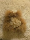 Baby Alpaca Fur Teddy Bear Stuffed Animal Plush Toy 4   -5  Super Soft Brown White
