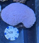  Green Gonis-wysiwyg- Live Corals- Read Description  Large Colonies