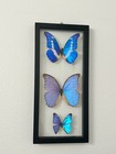 3 Amazing Blue Morpho Butterflies Mounted In Double Glass  Real Specimens 