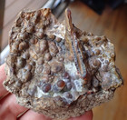 Botryoidal Fossil Coral Geode Fragment Ga Agate Amber Cabbing Specimen  Wc21