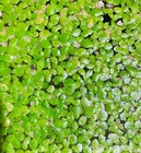  buy 2 Get 1 Free  1000  Duckweed Lemna Minor Easy Live Aquarium Floating Plant   
