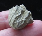 Crinoid- 3 4 - Glyptorinus Dyeri- Ordovician- Cincinnati  Ohio