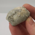 Ruck s Pit Calcite Clam Fossil - Mercenaria Permagna - Ft  Drum  Florida