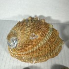 Abalone Specimen Shell Collection Lot Of 14 Shells 18 Mm To 130 Mm