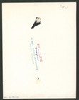 Original Antique Vintage Tattoo Les Bill Skuse Btc Tattooed Brit Uk Photo 6x9