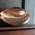 Large Spotted Cowrie Sea Shell Collectible Shell Brown   White Sea Shell