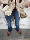 Wild Ia 12 Point Whitetail Deer Antler Shed Set Man Cave Taxidermy Decor 170 