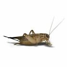 Live Crickets  acheta  100 -1000 Count Free Shipping Guaranteed Live Delivery