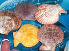 Five  5  Noble Pecten Pairs Sea Shells Beach Decor Nautical Craft