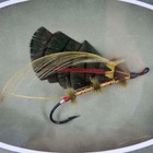 Atlantic Salmon Fly Hand Tied By Robert Williams Framed Shadow Box