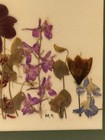 Vintage Pressed Dried Wild Flowers Framed Art  Midcentury Signed 10   x10   