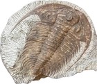 Trilobite Fossil From Morocco Large