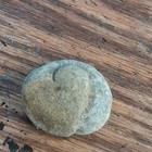Natural Spiral Gastropod Fossil Shell Specimen In Stone Concretion