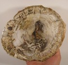 8 6  Polished Petrified Wood Slice Slab Fossil - Madagascar - 2 6 Lbs 