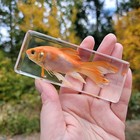 Real Goldfish In Resin  Symbol Of Good Luck  Carassius Auratus