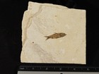 50 Million Year Old  Knightia Fry Fish Fossil With Stand Wyoming 336gr