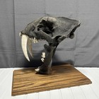 Saber Toothed Tiger Skull-replica Skull Resin Skull With Wood Base  Plexiglass