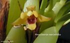 Maxillaria Variabilis  Yellow  Orchid Species