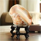 Large Conch Shell  Natural Seashell Decor For Home