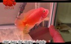 Premium Male Super Red Monkey Flowerhorn Pnpv - Free Us Shipping