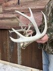 Enormous 196    12x9 Wild Iowa Whitetail Deer Rack Antler Taxidermy European Cabin