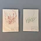 Vintage 1975-79 Seaweed Herbarium 10 Specimens Carolina Biological Supply Algae