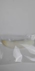 Large 2  Louisiana Alligator Gator Tooth Teeth Genuine Craft Jewelry