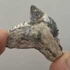 Tiger Shark Tooth Fossil Rare Lightning Patterns Florida 1 05    Shark Teeth