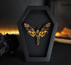 Gothic Christmas Gift Real Death Head Moth Framed Insect Taxidermy Spooky Art
