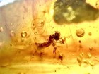 Mosquito      99myo Burmite Amber Fossil Insect Dinosaur Age