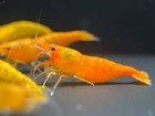 20 2 Orange Sunkist Shrimp - Freshwater Neocaridina Aquarium 100  Live Guarantee