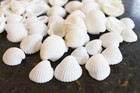 4oz  200  Tiny White Granosa Shells 1 2-3 4  Beach Crafts Wedding Decor Nautical