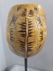 Turtle Shell Figurine Display Mounted Collectible 