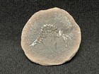 Shrimp-acanthotelson Stimpsoni From Dugger  Indiana-fossils-not Mazon Creek
