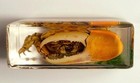 44mm Real Fiddler Crab On Sea Bottom In Clear Lucite Resin Scenery Diorama Decor