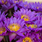 Blue Lotus Flower  nymphaea Caerulea  Dried Organic Flowers Egyptian Tea