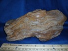 Brazos Valley Petrified Wood Unique Form Unchanged Natural State