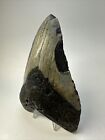 Megalodon Shark Tooth 5 60 Inch - Huge - Beautiful Fossil - Authentic 18852