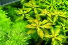 15 Proserpinaca Palustris Bunch Mermaid Weed  Live Aquarium Plants Planted Tank