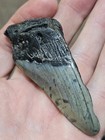 3  Authentic Prehistoric Megalodon  Fossil Shark Tooth Teeth 100  Authentic 