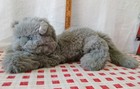 Dakin Vintage 1983 Grey Floppy Plush Cat Stuffed Animal Toy 18  W bell In Tail