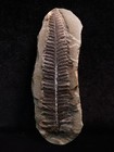 Large Mazon Creek Fern Fossil  Coal City  Illinois