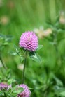 Medium Red Clover Seed     Non-gmo Heirloom Inoculated Cover Crop   Pasture