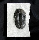 Large  Inflated Pseudodechenella Trilobite Fossil Found In 1989- New York State 